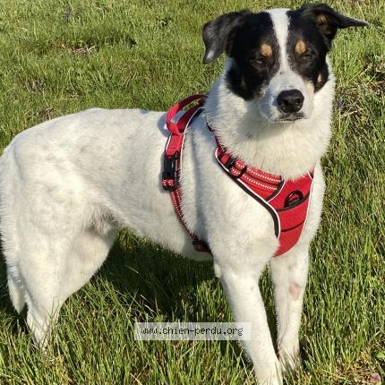 Foto 1/1 Kinder Chien perdido en Cadillac