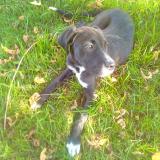 Foto de perro perdido en Saint Pardoux Du Breuil