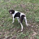 Foto de perro perdido en Saint Blaise Du Buis