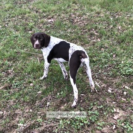 Foto 1/1 POKER Chien perdido en Saint blaise du buis