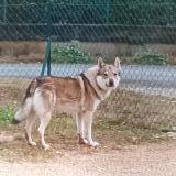 Foto de perro perdido en St Vite