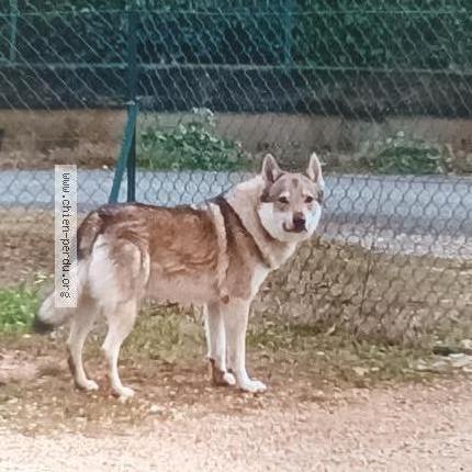 Foto 1/1 Myrddin Chien perdido en St vite