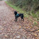 Foto de perro perdido en Cerizay