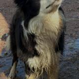 Foto de perro perdido en Le Perreon