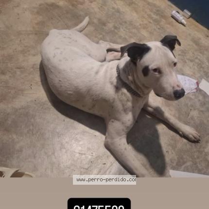 Foto 1/1 Piter Perro perdido en Santa Cruz 27 De Abril