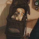 Foto de perro encontrado en Greasque