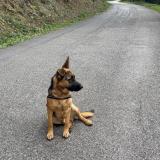 Foto de perro perdido en St Laurent Du Pape