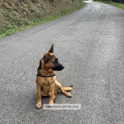 Foto 1/1 B Chien perdido en St laurent du pape