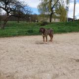 Foto de perro encontrado en Lucey