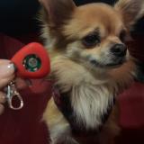 Foto de perro perdido en Savas