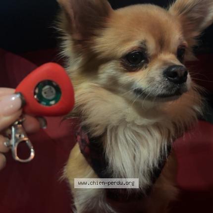 Foto 1/1 Aiko Chien perdido en Savas