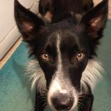 Foto de perro perdido en Torxe