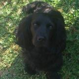 Foto de perro perdido en Saint Quay Perros