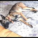 Foto de perro perdido en Allauch