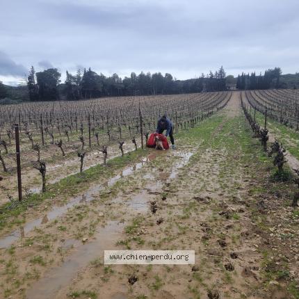 Foto de perro encontrado en La Palme