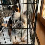 Foto de perro encontrado en Claix