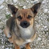 Foto de perro perdido en Montans