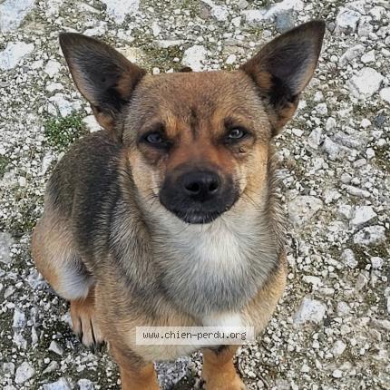 Foto de perro perdido en Montans