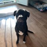 Foto de perro perdido en La Vicomte Sur Rance