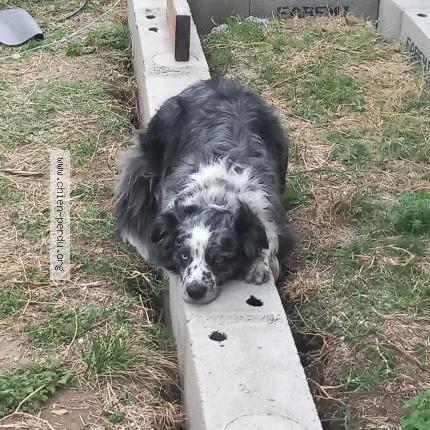 Foto de perro perdido en Saint Antoine L Abbaye