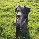 Foto de perro perdido en Chenille Change