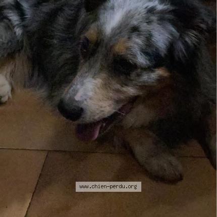 Foto de perro encontrado en Hem