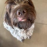 Foto de perro perdido en Sore