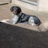 Foto de perro perdido en Hombourg Haut