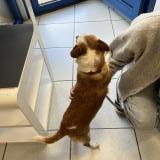 Foto de perro encontrado en Argenteuil