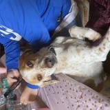 Foto de perro perdido en Entraigues