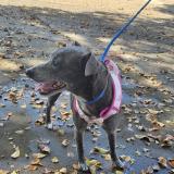 Foto de un perro reunido en Miami