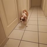 Foto de perro encontrado en Saint Senier Sous Avranches