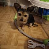 Foto de perro perdido en Chemille En Anjou