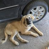 Foto de perro perdido en Nousty