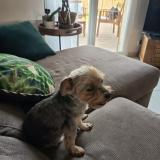 Foto de perro perdido en Negrepelisse