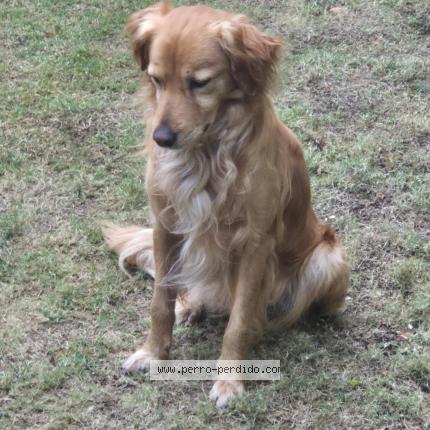 Foto 1/1 Perro encontrado Encontrado en Zona 16
