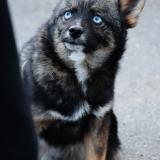 Foto de perro perdido en Mauperthuis