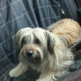 Foto de perro perdido en Apt