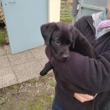 Foto de perro encontrado en Echillais