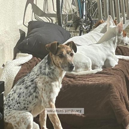 Foto de perro perdido en Saint Michel Sur Orge