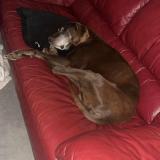 Foto de perro perdido en La Chapelle Themer