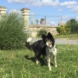 Foto de perro perdido en Lavars