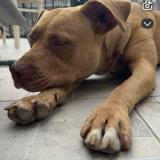 Foto de perro perdido en Villeneuve Saint Gorge