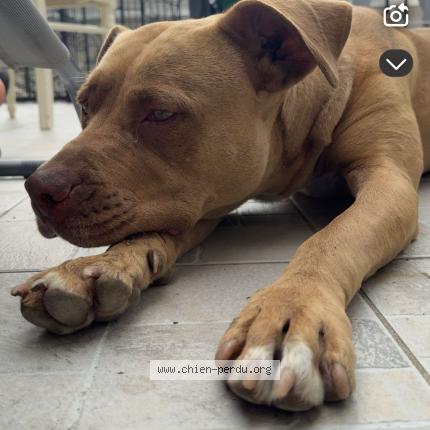 Foto de perro perdido en Villeneuve Saint Gorge