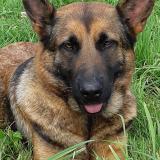 Foto de perro perdido en Montours