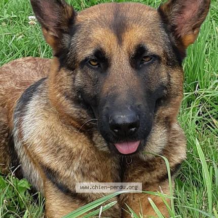 Foto de perro perdido en Montours