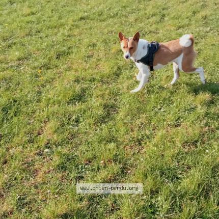 Foto de perro perdido en Vannes