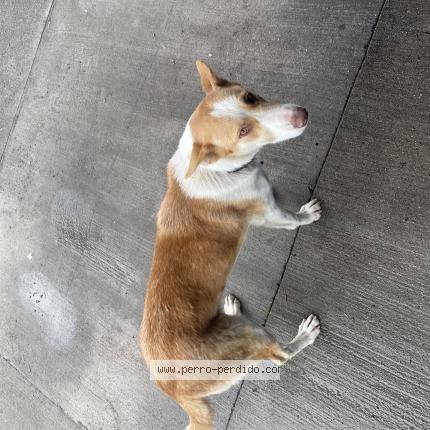 Foto de perro encontrado en Mariquina
