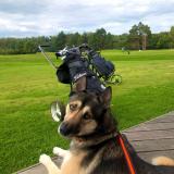 Foto de perro perdido en Bouvignies