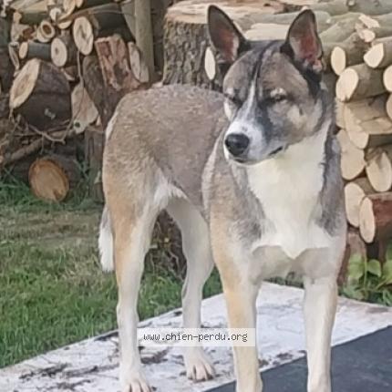 Foto de perro perdido en Nieul Les Saintes